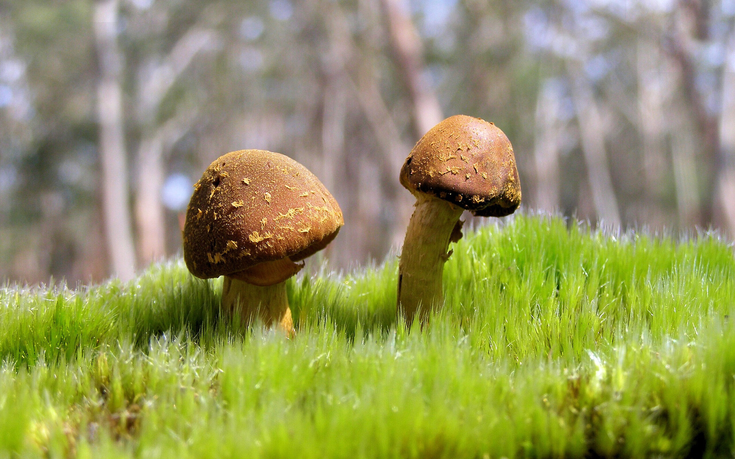 开云体育网页版-中小学体育教师技能展示大赛落幕，中小学体育教师基本功大赛