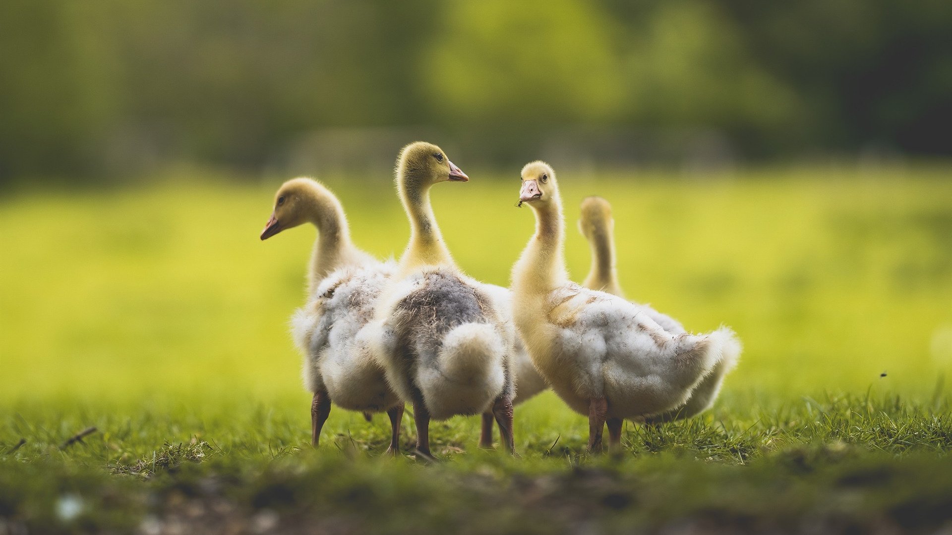 开云备用-从战术选择到进球手段：压迫正主导现代足球，足球压迫防守