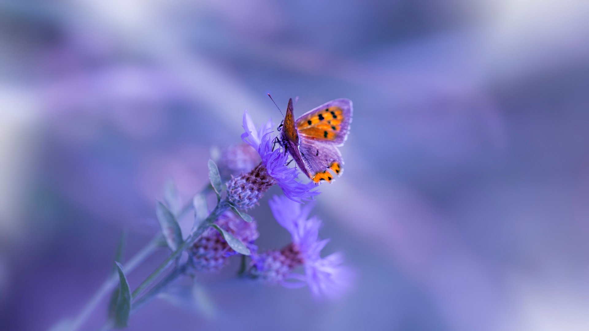 外援政策调整频繁,外援政策调整频繁的原因