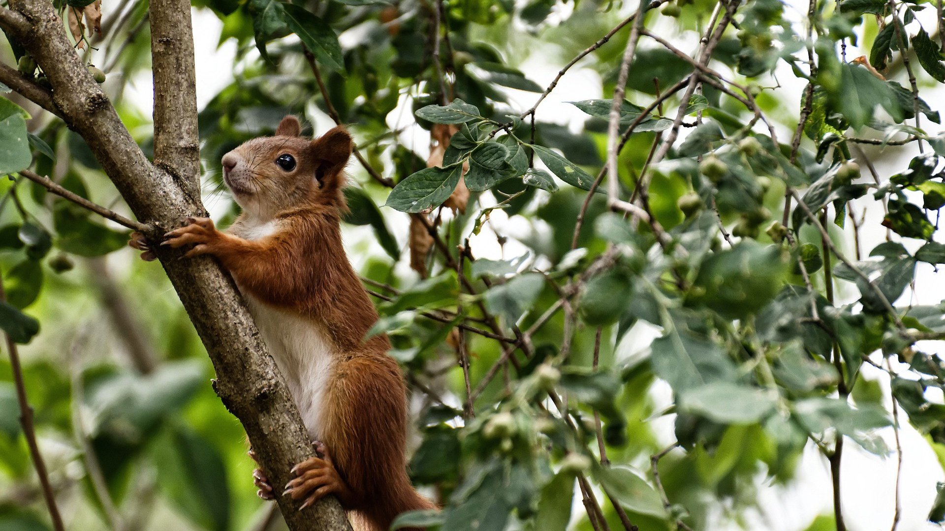 恩波利多点传切打破场面平衡制造进球,恩波利对博洛尼亚比分预测