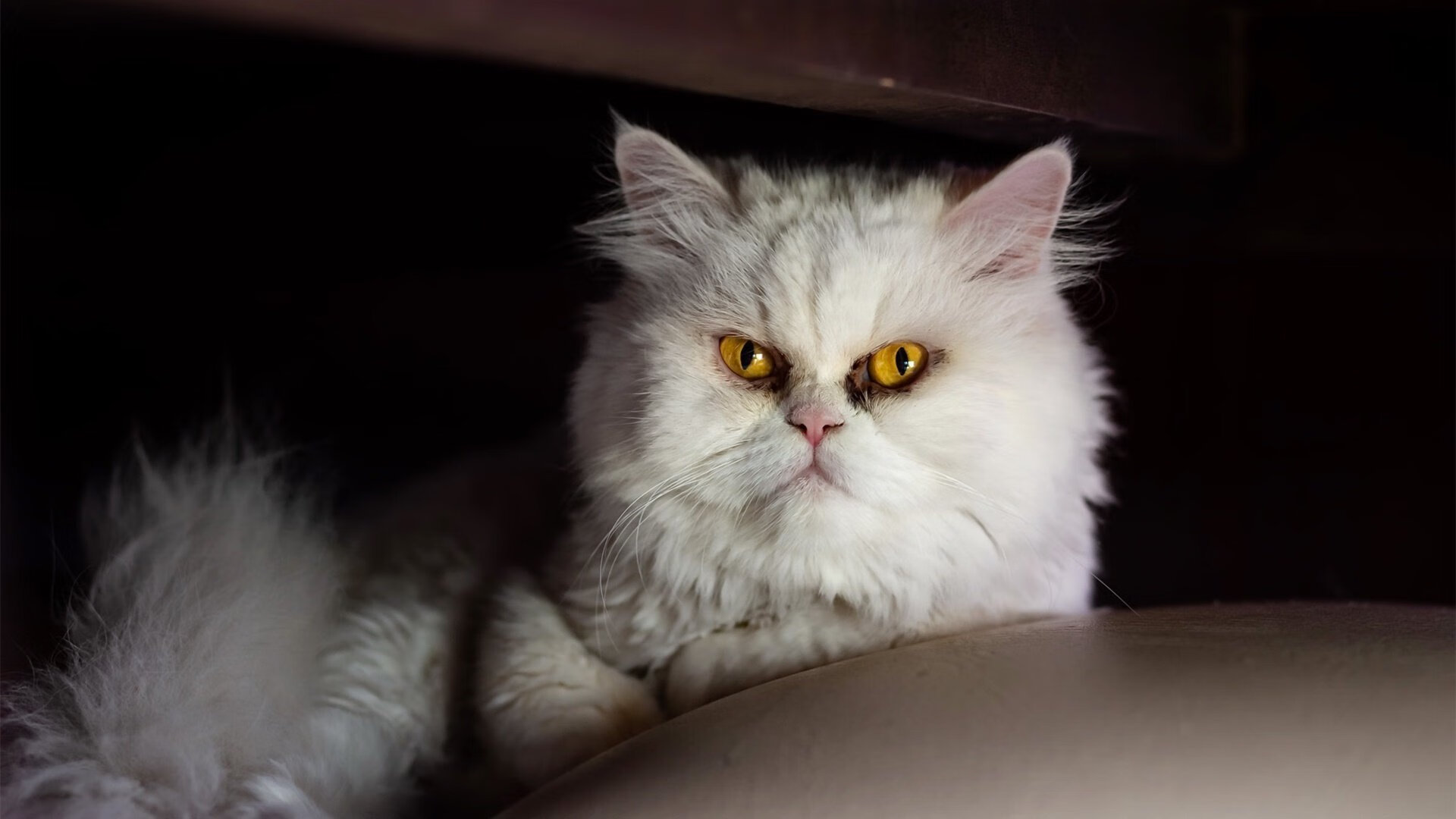 新加坡队未来的方向：如何通过国际化发展提升球队竞争力，新加坡足球队实力