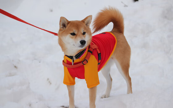 凯蒂·莱德基女子800米自由泳决赛再创辉煌，莱德基1500米自由泳里约奥运会