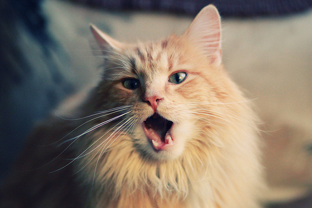 女子排球联赛精彩对决，女子排球联赛精彩对决回放